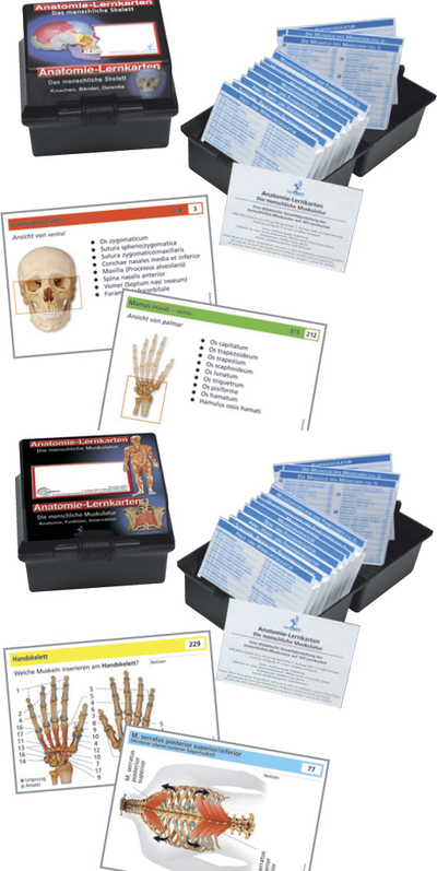 Doppelpack Anatomie-Lernkarten Muskulatur und Skelett