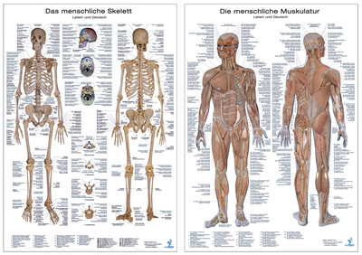 Anatomie-Poster im Doppelpack