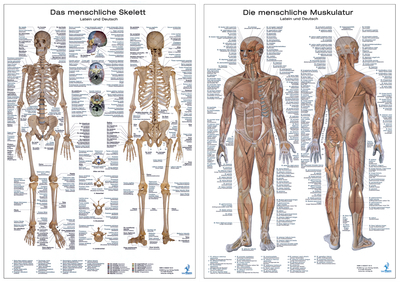 Doppelpack Anatomie-Poster Muskulatur und Skelett